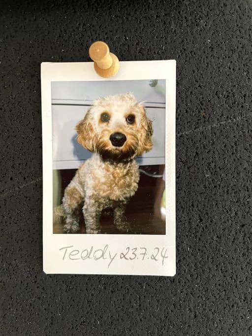 Cozy Wilkipartment Bis 4 Pers - Hund - Netflix - Wlan - Wintergarten - Coffeebar - Popcorn Verl Zewnętrze zdjęcie